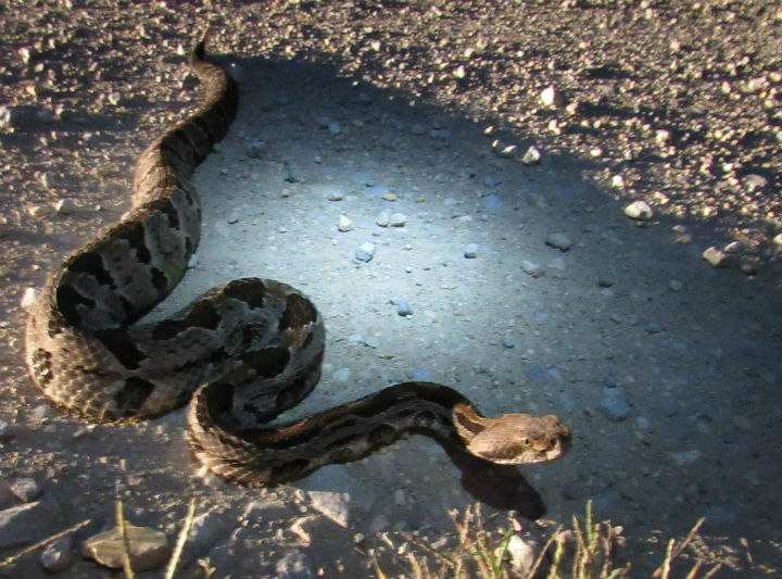 Timber Rattlesnake